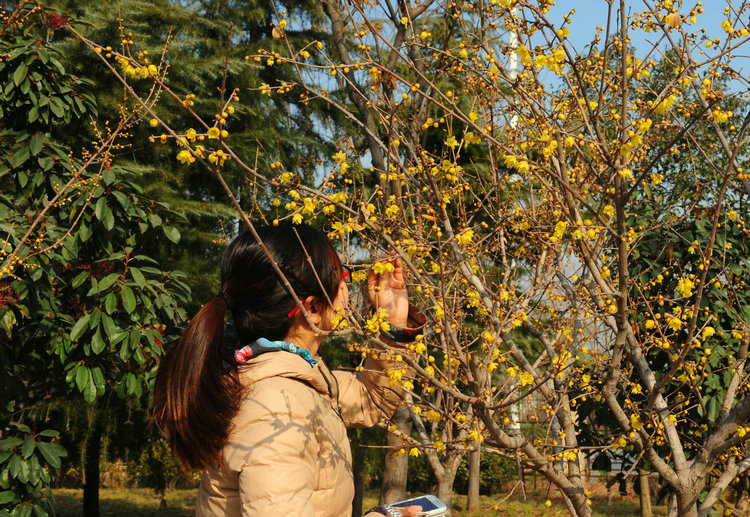 綠博園臘梅盛開香滿園 俏立枝頭待客來 綠博園臘梅盛開香滿園 俏立枝頭待客來