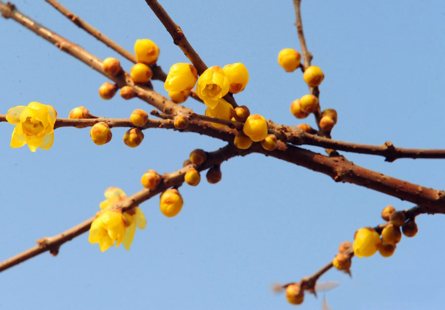 綠博園臘梅盛開香滿園 俏立枝頭待客來 綠博園臘梅盛開香滿園 俏立枝頭待客來